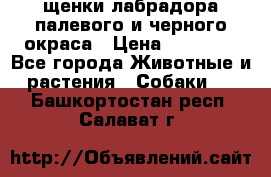 щенки лабрадора палевого и черного окраса › Цена ­ 30 000 - Все города Животные и растения » Собаки   . Башкортостан респ.,Салават г.